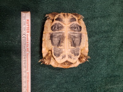 Griechische Landschildkröte Jungtier - männlich