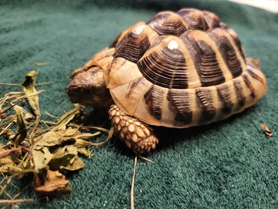 Griechische Landschildkröte Jungtier - männlich