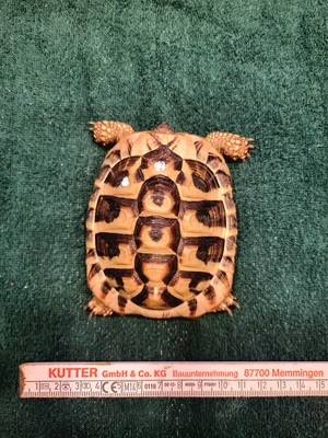 Griechische Landschildkröte Jungtier - männlich