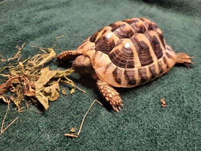 Griechische Landschildkröte Jungtier - männlich