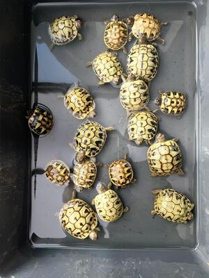 Griechische Landschildkröte Jungtier - unbekannt