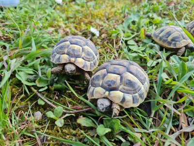 Griechische Landschildkröte Jungtier - unbekannt
