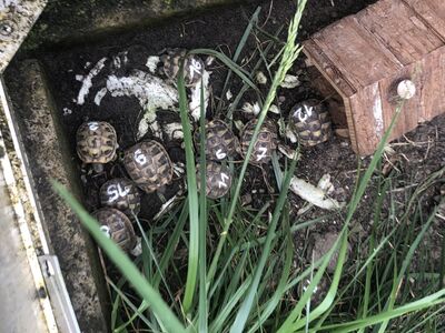 Griechische Landschildkröte Jungtier - unbekannt 1