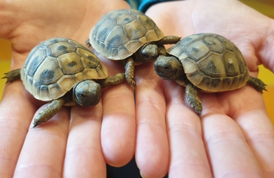 Griechische Landschildkröte Jungtier - unbekannt 1