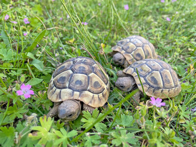 Griechische Landschildkröte Jungtier - unbekannt