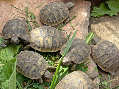Griechische Landschildkröte Jungtier - unbekannt