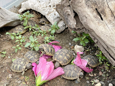 Griechische Landschildkröte Jungtier - unbekannt