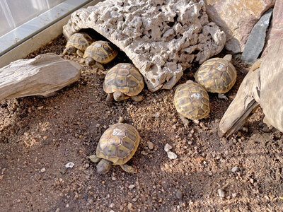 Griechische Landschildkröte Jungtier - unbekannt