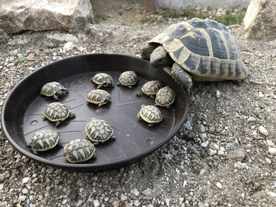 Griechische Landschildkröte Jungtier - unbekannt 1