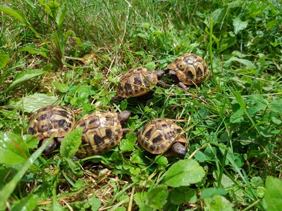 Griechische Landschildkröte Jungtier - unbekannt 1