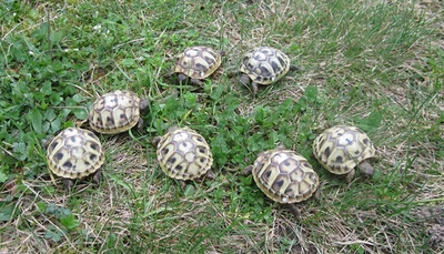 Griechische Landschildkröte Jungtier - unbekannt