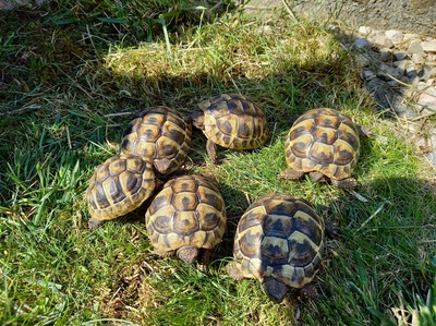 Griechische Landschildkröte Jungtier - unbekannt