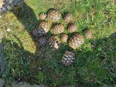 Griechische Landschildkröte Jungtier - unbekannt