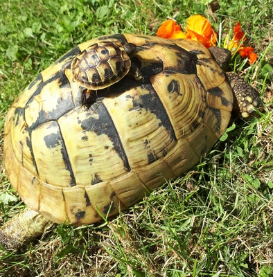 Griechische Landschildkröte Jungtier - unbekannt