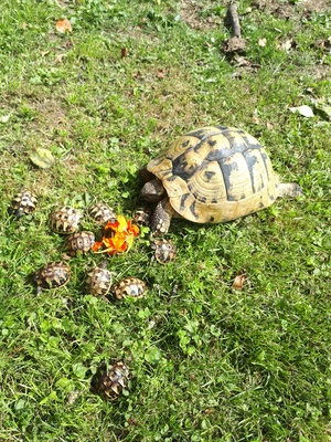 Griechische Landschildkröte Jungtier - unbekannt