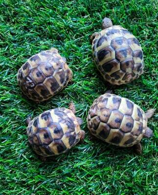 Griechische Landschildkröte Jungtier - unbekannt