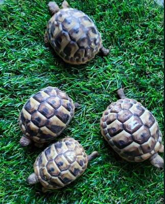 Griechische Landschildkröte Jungtier - unbekannt