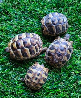 Griechische Landschildkröte Jungtier - unbekannt