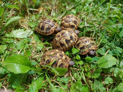 Griechische Landschildkröte Jungtier - unbekannt 1