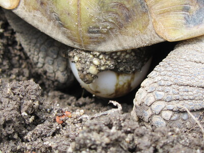 Griechische Landschildkröte Jungtier - unbekannt