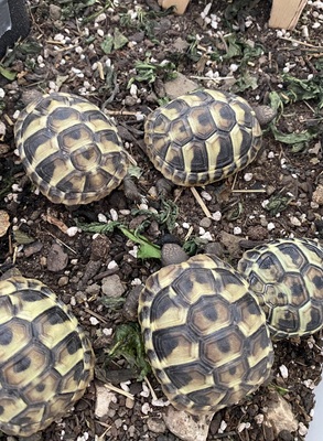 Griechische Landschildkröte Jungtier - unbekannt 1