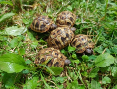 Griechische Landschildkröte Jungtier - unbekannt 1