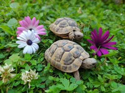 Griechische Landschildkröte Jungtier - unbekannt 1