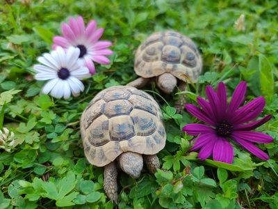 Griechische Landschildkröte Jungtier - unbekannt 1
