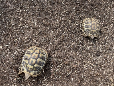 Griechische Landschildkröte Jungtier - unbekannt