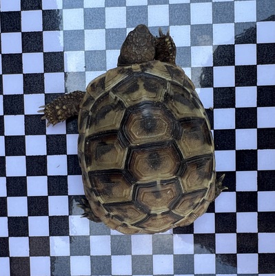 Griechische Landschildkröte Jungtier - unbekannt