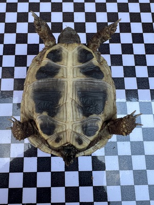 Griechische Landschildkröte Jungtier - unbekannt