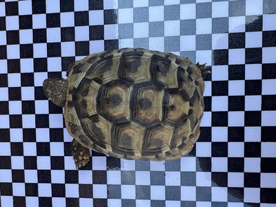 Griechische Landschildkröte Jungtier - unbekannt