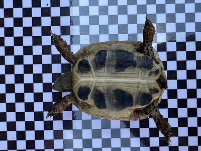 Griechische Landschildkröte Jungtier - unbekannt