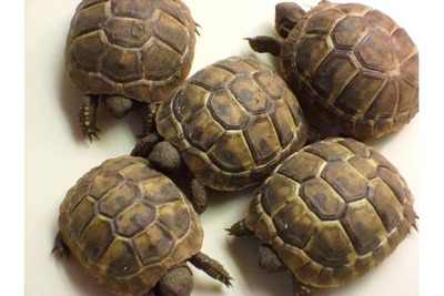 Griechische Landschildkröte Jungtier - unbekannt