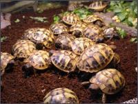 Griechische Landschildkröte Jungtier - unbekannt