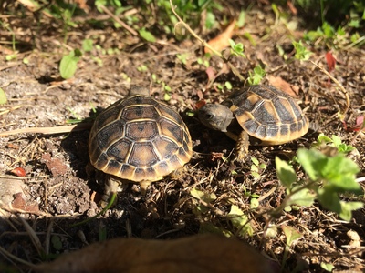 Griechische Landschildkröte Jungtier - unbekannt