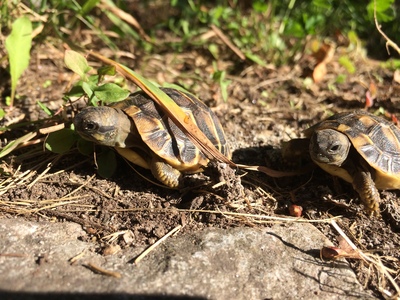 Griechische Landschildkröte Jungtier - unbekannt