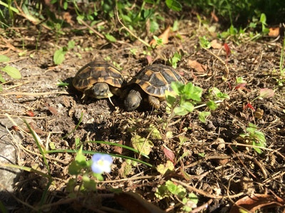 Griechische Landschildkröte Jungtier - unbekannt