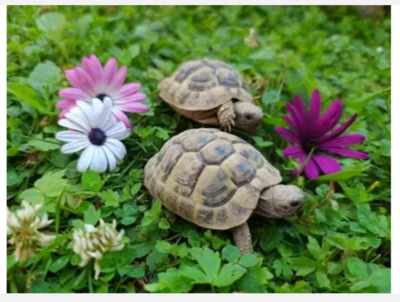 Griechische Landschildkröte Jungtier - unbekannt