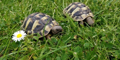 Griechische Landschildkröte Jungtier - weiblich 1