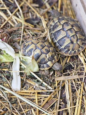 Griechische Landschildkröte Jungtier - weiblich 1