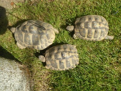 Griechische Landschildkröte - männlich 1