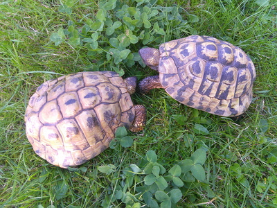 Griechische Landschildkröte - männlich 1