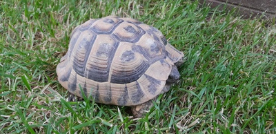 Griechische Landschildkröte - männlich
