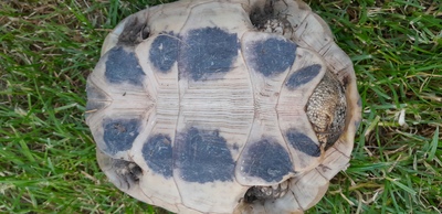 Griechische Landschildkröte - männlich