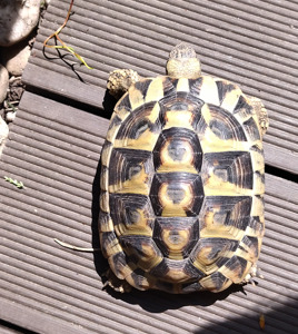 Griechische Landschildkröte - männlich