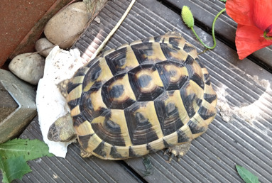 Griechische Landschildkröte - männlich