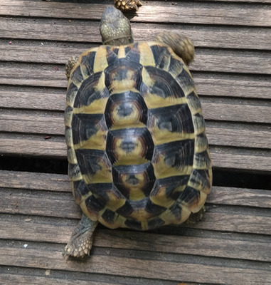 Griechische Landschildkröte - männlich