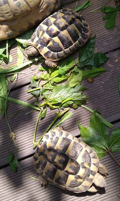 Griechische Landschildkröte - männlich