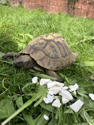 Griechische Landschildkröte - männlich